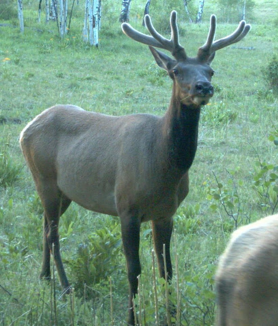 Bull elk